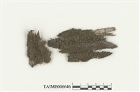 藏品(鞭蘚屬)的圖片